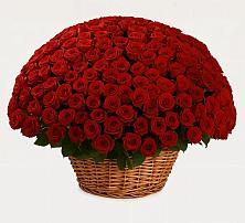 Премиум букет из: Розы в Сараи